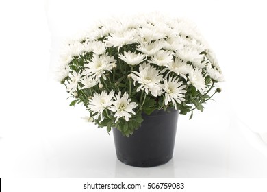 White Chrysanthemum Potted On White Background.