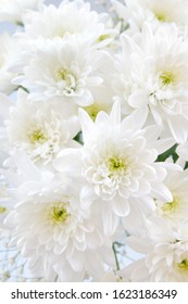 White chrysanthemums, chrysalis, tender bouquet