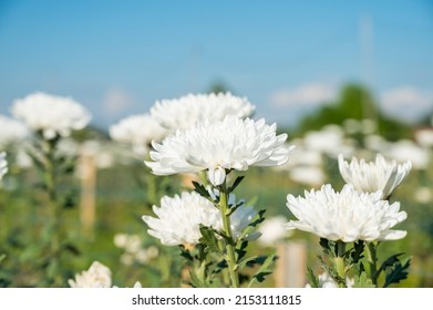 White chrysanthemums flower in the garden, Chiangmai province.