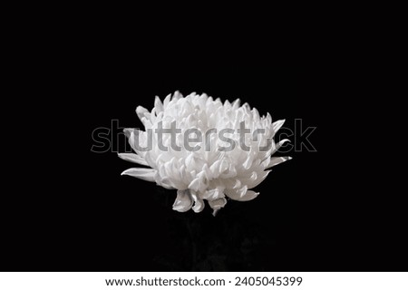 White chrysanthemums on black or gray background, sad photo - Photo often used at funerals