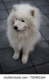 White Chunky Dog