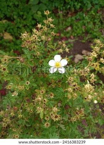 White cinquefoil Potentilla flower with buds on a bush. Vertical photo, close-up
