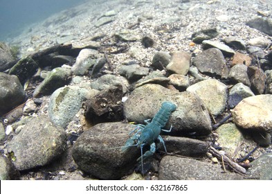 White Clawed Crayfish (blue Colour Morph)