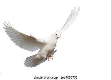 白い鳥 の画像 写真素材 ベクター画像 Shutterstock