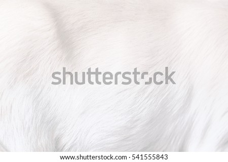 White Clean Soft Fluffy Animal Fur