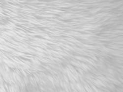 White Seamless Texture Cotton Light Natural Sheep Wool With Clean  Appearance Backgrounds