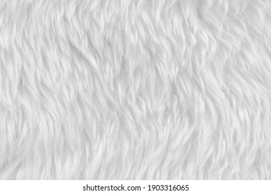 White clean wool with white top texture background. light natural sheep wool. white seamless cotton. texture of fluffy fur for designers. close-up fragment white wool carpet - Shutterstock ID 1903316065