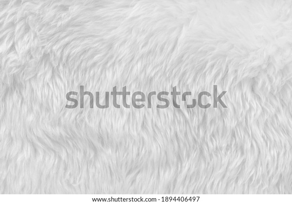 White clean wool with\
white top texture background. light natural sheep wool. white\
seamless cotton. texture of fluffy fur for designers. close-up\
fragment white wool\
carpet