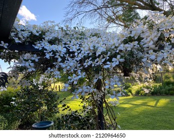 White Clematis On Pergola In The Evening