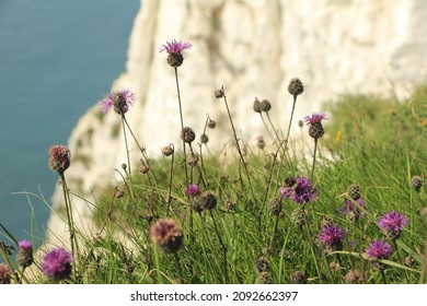 White Cliffs of Dover in the Summer