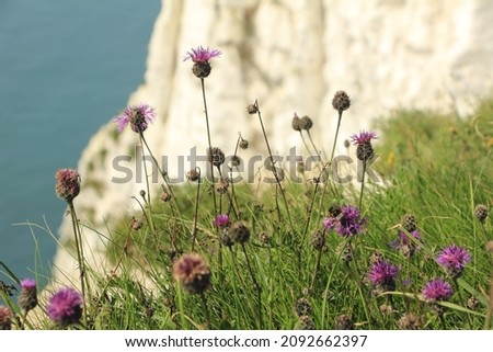 White Cliffs of Dover in the Summer