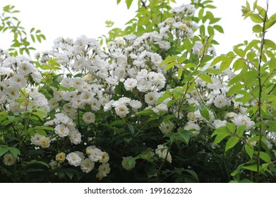 White climbing Hybrid Multiflora rose (Rosa) Rambling Rector blooms in a garden in June - Shutterstock ID 1991622326