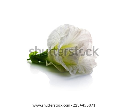 white Clitoria ternatea or Aparajita flower isolated on white background