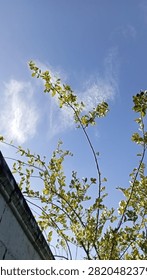 white cloud in blue sky with melon tree