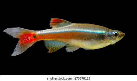 White Cloud Mountain Minnow