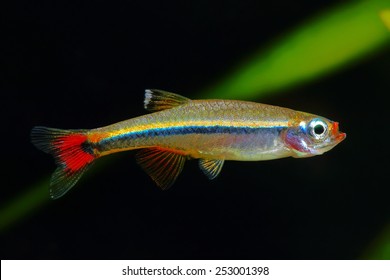 White Cloud Mountain Minnow