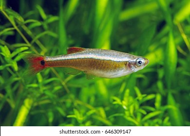 White Cloud Mountain Minnow.