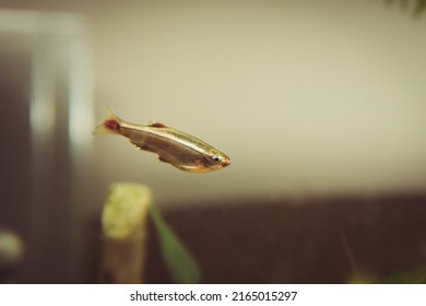 A White Cloud Mountain Minnow In A Freshwater Aquarium