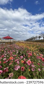 White clouds against a blue sky and beautiful flowers of various colors