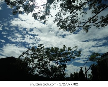 White clouds between the trees