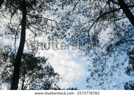 Cloud between leaf green