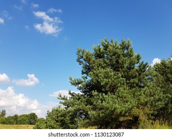 White Clouds In A Blue Sky Over The Green Pine Treetops