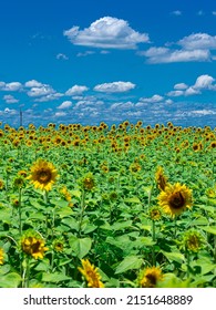 White clouds, blue sky and sunflowers