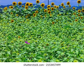 White clouds, blue sky and sunflowers