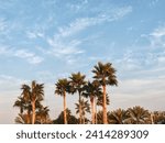 White clouds over blue sky, Cloudy SKY, Ornamental clouds with Washingtonia Palm tress and Blue SKY background, Small and large clouds with together, Cloudy weather, Palm-trees and Blue SKY 