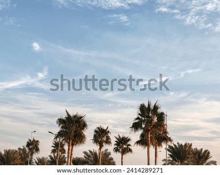 White clouds over blue sky, Cloudy SKY, Ornamental clouds with Washingtonia Palm tress and Blue SKY background, Small and large clouds with together, Cloudy weather, Palm-trees and Blue SKY 