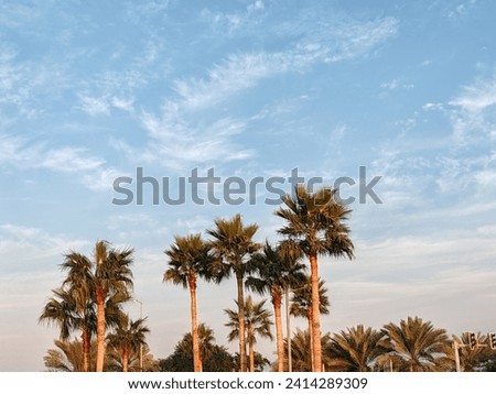 White clouds over blue sky, Cloudy SKY, Ornamental clouds with Washingtonia Palm tress and Blue SKY background, Small and large clouds with together, Cloudy weather, Palm-trees and Blue SKY 