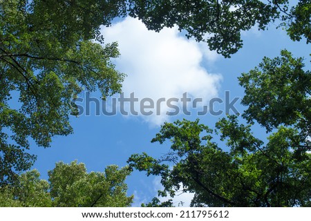 White clouds surrounded by luxuriant trees against a beautiful clear sky