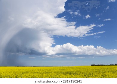 White clouds at the tail end of a summer thunderstorm above a bright yellow canola field.