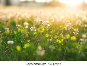 White Clover