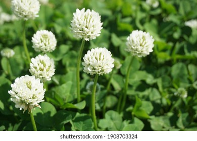 White clover blooming in spring in Japan