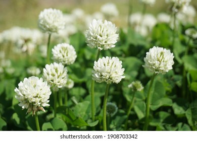 White clover blooming in spring in Japan