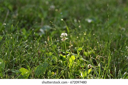 White clover in the dew