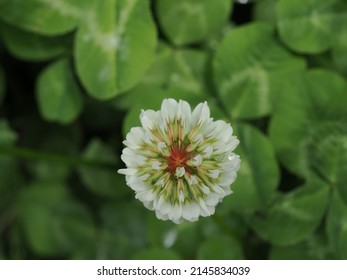 White clover flower from directly above
