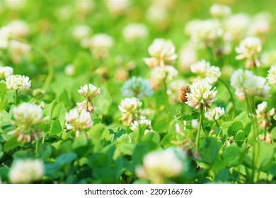 White Clover Flower Garden And Bees