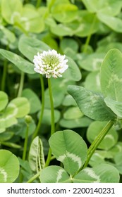 White Clover Flower In The Park