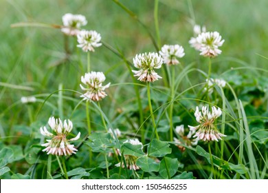 White clover flowers among the grass. Trifolium repens.