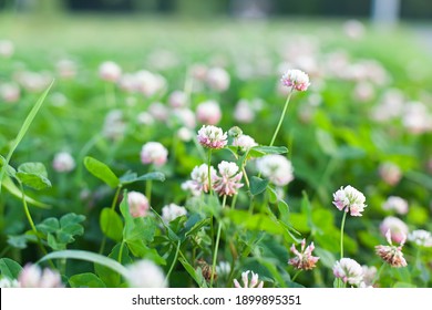 White Clover Flowers Among The Grass. Trifolium Repens.