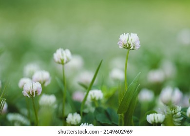 White clover flowers, close up on out of focus grass background