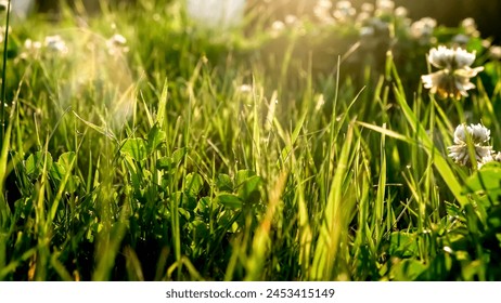 White Clover flowers (Trifolium repens, Ladino, Dutch) on a summer meadow close-up. Green grass field lits by evening sun. Beautiful landscape background. Weed control on the lawn. Selective focus. - Powered by Shutterstock