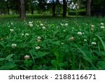 White clover lawn in park, low angle, summer natural background