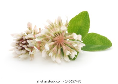 White Clover With Leaves Isolated On White