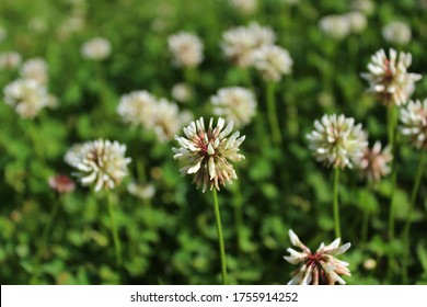 White Clover In The Meadow