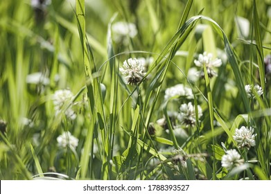 White Clover In The Summer Field