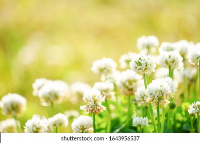 White clover that blooms all over the field