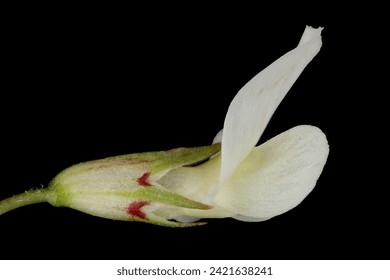 Langre blanca (Trifolium repens). Cierre de Flores